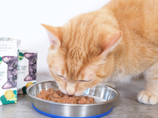 The 10 Healthy Best Dry Cat Foods of 2024