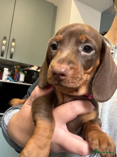 Dachshund for Sale