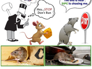 Rodent Control Services in Bangalore | Rat Control | SIPC