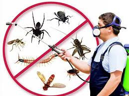 Pest Control In Pretoria - JT Solution