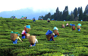 assam-tour-packages