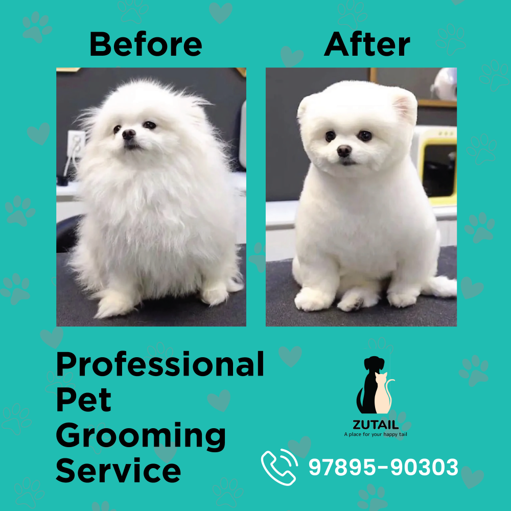 Cat grooming services Madurai | Best pet grooming madurai