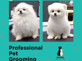 Cat grooming services Madurai | Best pet grooming madurai