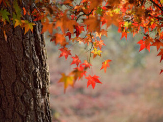 Memorial Trees