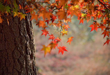 memorial-trees-big-0