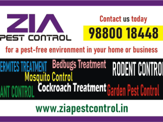 Pest Control Cleaning Service  Cockroach servie Up