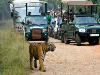 Jungle Safari in MP pench