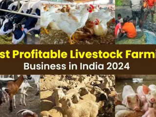 Get to know about the livestock farming business in India.