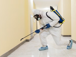 Trusted Pest Control in Bellaire, TX – Call Us Now!