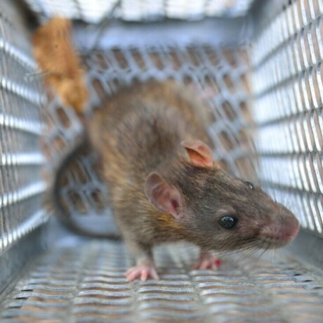 effective-mice-control-north-vancouver-safe-reliable-solutions