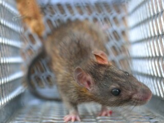 Effective Mice Control North Vancouver | Safe & Reliable Solutions