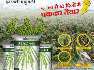 Buy Star 444 Green Gram Seeds Online  in India - Star Agri Seeds