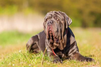 Neapolitan Mastiff Puppies for Sale in Ahmedabad