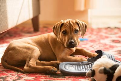 Rhodesian Ridgeback Puppies for Sale in Kolkata