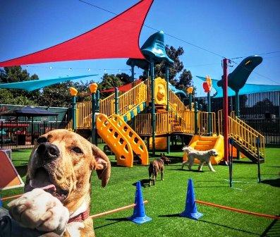 Board Your Pet For An Adventure At Dog Boarding Torrance CA