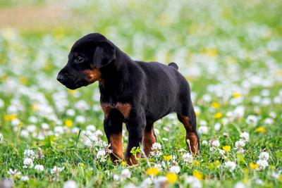 Doberman Pinscher Puppies for Sale in Kolkata