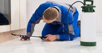 Hire Best Service for Pest Control in Carseldine - Magic Pest Control