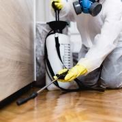 Hire Best Service for Pest Control in Carseldine - Magic Pest Control