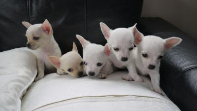 2 adorable apple head chihuahuas For Sale