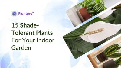 15 Shade-Tolerant Plants For Your Indoor Garden.