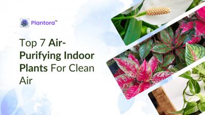 Top Air-Purifying Indoor Plants for Clean Air.