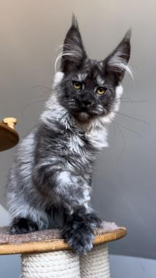  Maine Coon kittens for sale near me