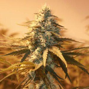 Fast Flowering Seeds | Onlineweedseeds.com