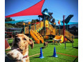 board-your-pet-for-an-adventure-at-dog-boarding-torrance-ca-small-0