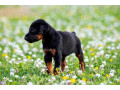 doberman-pinscher-puppies-for-sale-in-kolkata-small-0