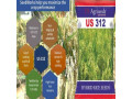 hybrid-rice-seed-manufacturer-small-0