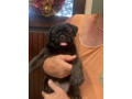 pug-puppies-for-sale-small-0