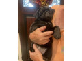 pug-puppies-for-sale-small-1