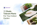 15-shade-tolerant-plants-for-your-indoor-garden-small-0