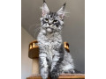 maine-coon-kittens-for-sale-near-me-small-2