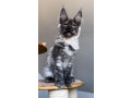 maine-coon-kittens-for-sale-near-me-small-1