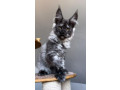 maine-coon-kittens-for-sale-near-me-small-0