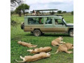 4-days-maasai-mara-wildebeest-migration-safari-tour-small-3