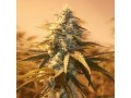 fast-flowering-seeds-onlineweedseedscom-small-0