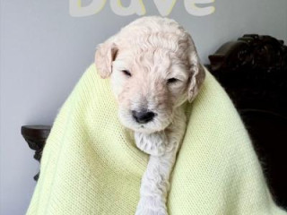 Adorable Mini Goldendoodle Puppies Looking for Loving Homes!