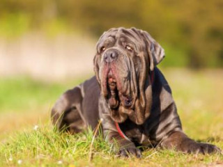 Neapolitan Mastiff Puppies for Sale in Ahmedabad