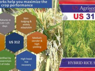 Hybrid Rice Seed Manufacturer