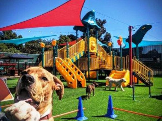 Board Your Pet For An Adventure At Dog Boarding Torrance CA