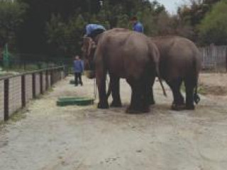 Animal Exchange Program in Thailand