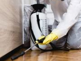 Hire Best Service for Pest Control in Carseldine - Magic Pest Control