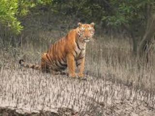 Sundarban tour from Godkhali 