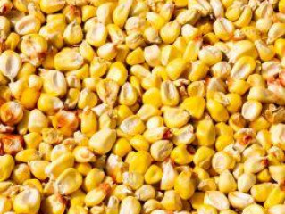 Top Yellow Corn Supplier in Gujarat: Fresh and Quality Assured