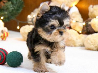 Teacup Maltese and Yorkie Puppies