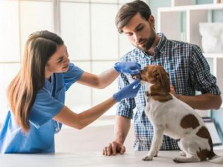 Essential Veterinary Products: A Complete Guide to Keeping Your Pets Safe and Healthy