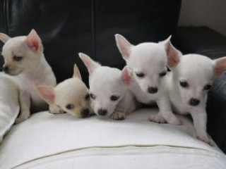 2 adorable apple head chihuahuas For Sale