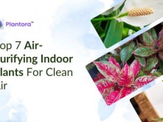 Top Air-Purifying Indoor Plants for Clean Air.